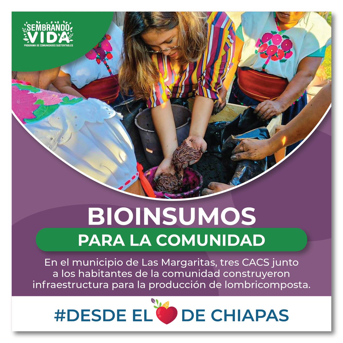 Raul_PaulinH's tweet photo. #DesdeEl🤍 de #Chiapas, las CAC y los habitantes del municipio Las Margaritas unieron fuerzas para construir infraestructura destinada a la producción de lombricomposta. Este emprendimiento fomenta la producción de abonos orgánicos. 👏🌱 #ExperienciasSignificativasdelPSV https://t.co/xkbAJk9Aw8