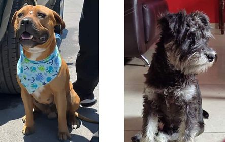 JCarlos_Valerio's tweet photo. #ServicioSocial || Solicitamos su ayuda para localizar a “Tanos” y “Chacorta”. Se extraviaron en la colonia el Salvador.
 Informes al 222 893 7750.
 
#Puebla https://t.co/wIAzrgWiuV