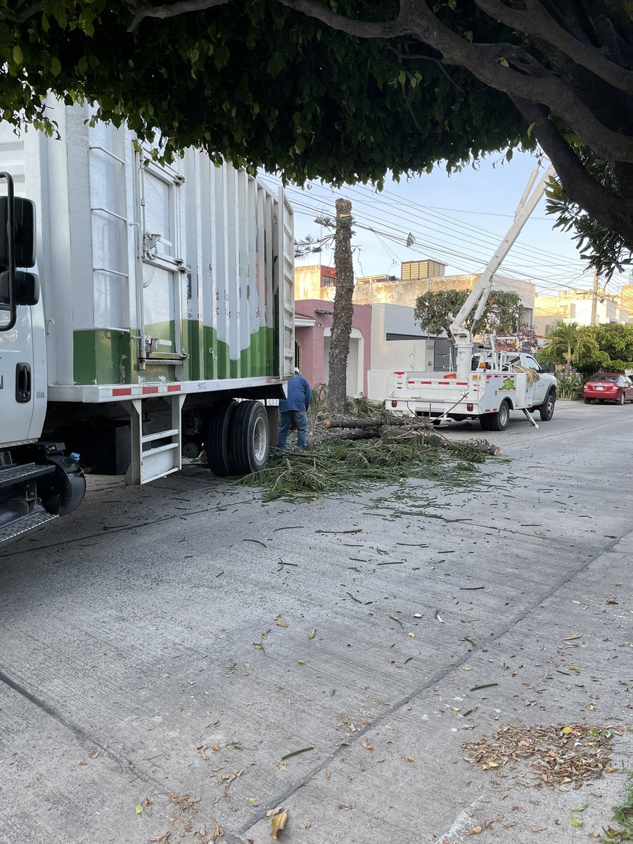 EdelAr's tweet photo. @ZapopanGob @SemadetJal están quitando un árbol considerablemente grande con permiso de quien sabe quien  en la colonia mirador del sol sobre la calle Amon-ra “porque genera mucha basura al dueño de la casa https://t.co/ns6HiMkaFD