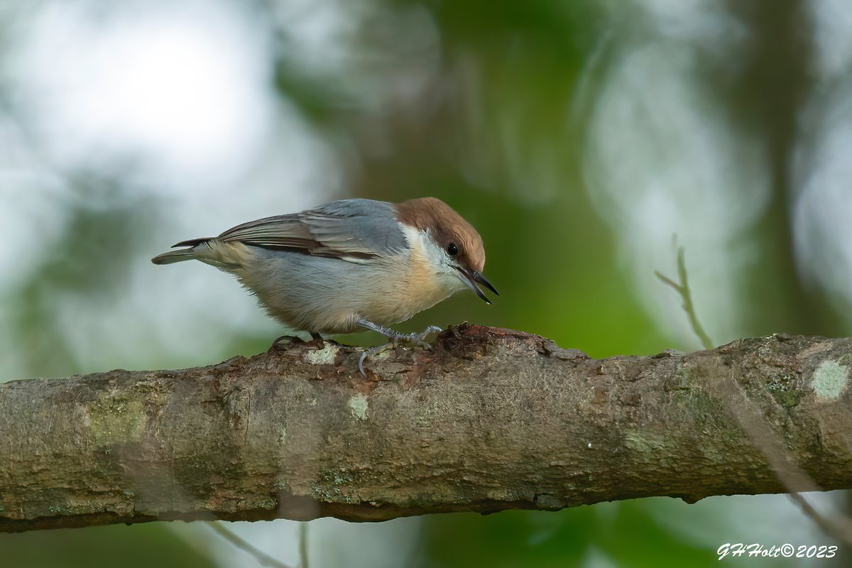 ghholt's tweet photo. A Brown-headed Nuthatch using a tree knot to eat a nut in the late afternoon sunlight. #TwitterNatureCommunity #NaturePhotography #naturelovers #birding #birdphotography #wildlifephotography #brownheadednuthatch #nuthatch https://t.co/OzjBLEmiY5