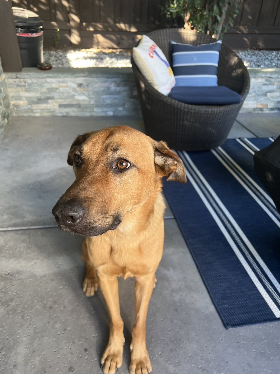 eric snyder tweet media