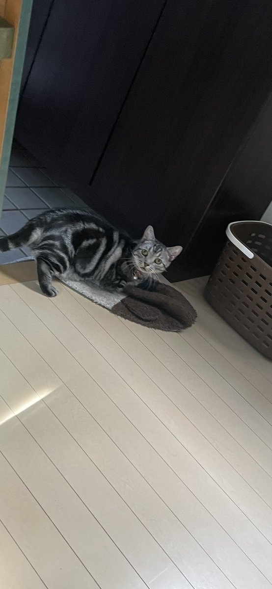 A201202's tweet photo. 見つかった💦🐈‍⬛
#猫のいる暮らし
#猫好き
#イタズラ
#猫好きさんと繋がりたい https://t.co/38rKxiS6TF