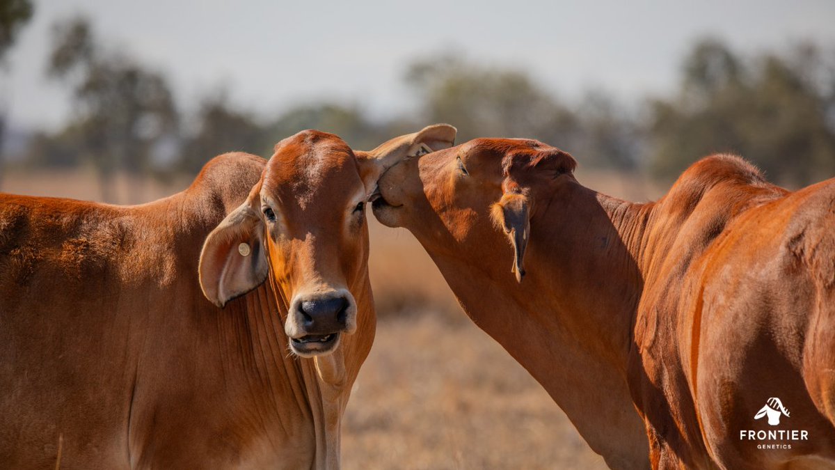 Frontier Genetics - Future Focused Beef tweet media