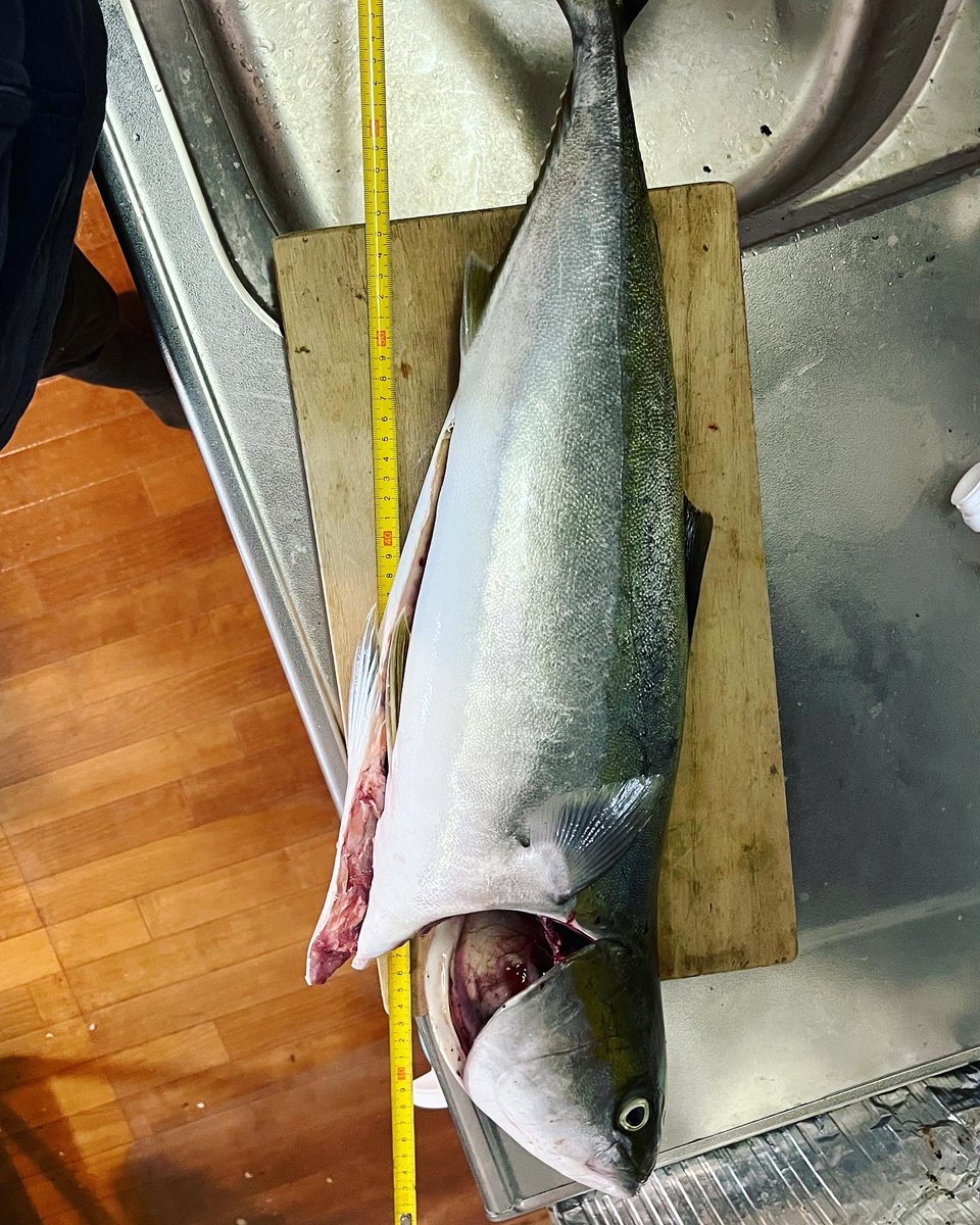 nmbn_fish's tweet photo. 今秋初!!!(いや長かった…)
青物どっかーん!!!
大体、75cmくらいw
メジャー持ってない時釣れる説あるよね🙇♀️
とりあえずオールレンジに青物入魂🔥ほんま何でもできるねこの子は👍
#ip26 #coreman #bluecurrent #85tznano #allrange https://t.co/DB9PGSeehu
