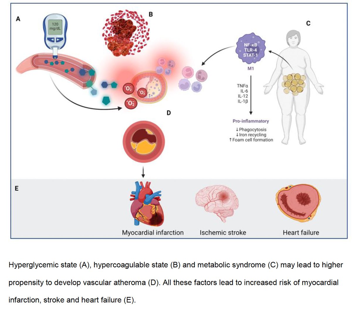 Excited to share our paper on "Prediabetes is an incremental risk factor for adverse cardiac events."
doi.org/10.1016/j.athp…

-Big thanks to <a href="/chadialraies/">Chadi Alraies, MD FACC FSCAI</a> for their mentorship, <a href="/SohrabSingh2/">Sohrab Singh</a> @Ankushi11
#CardioTwitter #MedTwitter