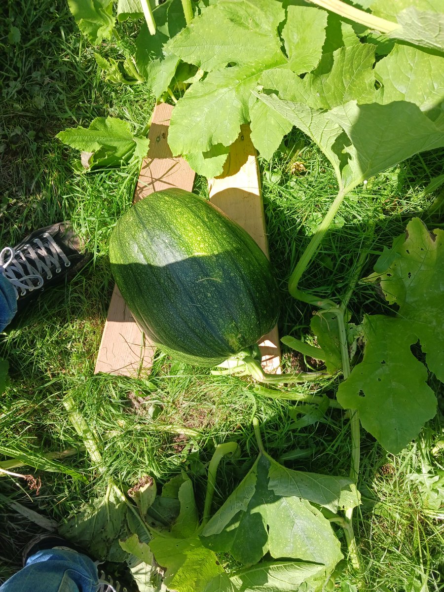 lfrouj's tweet image. pumpkin