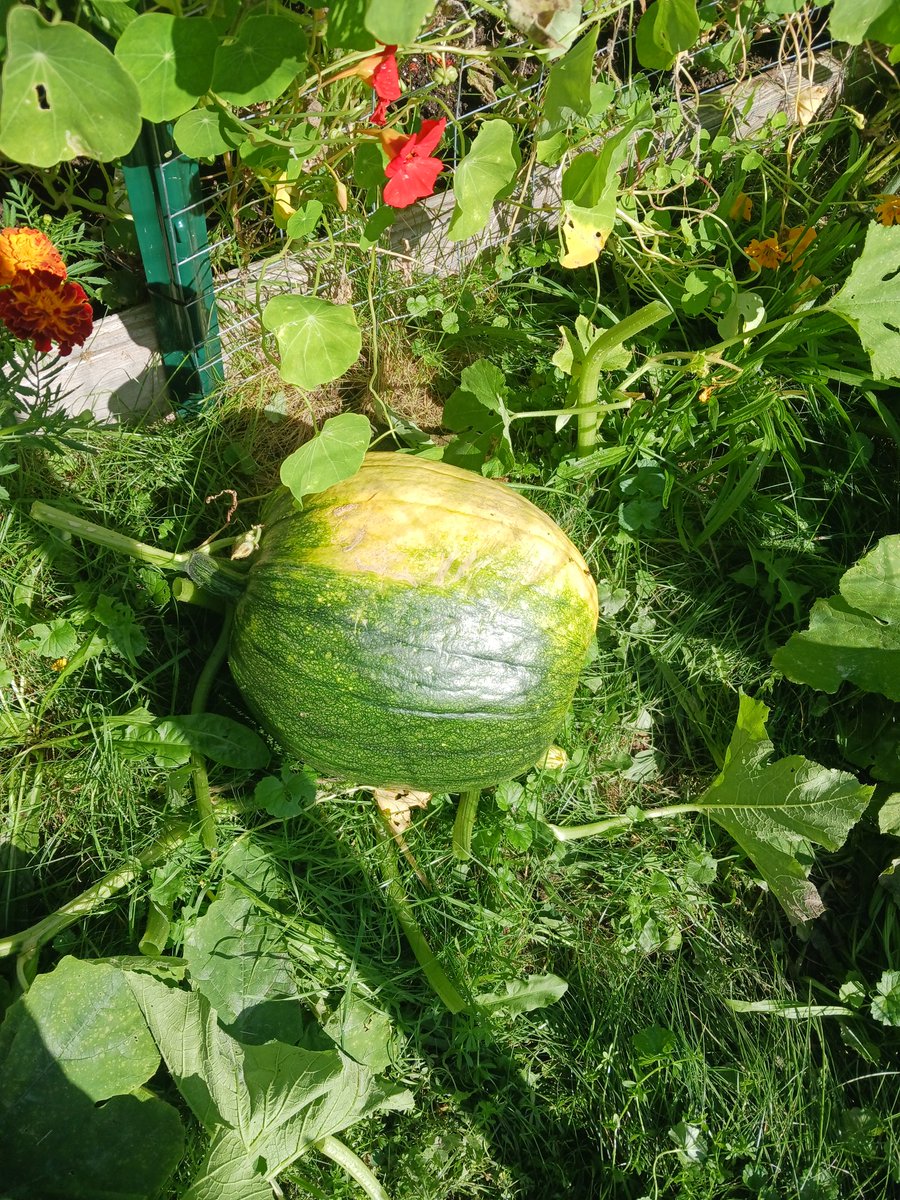 lfrouj's tweet image. pumpkin