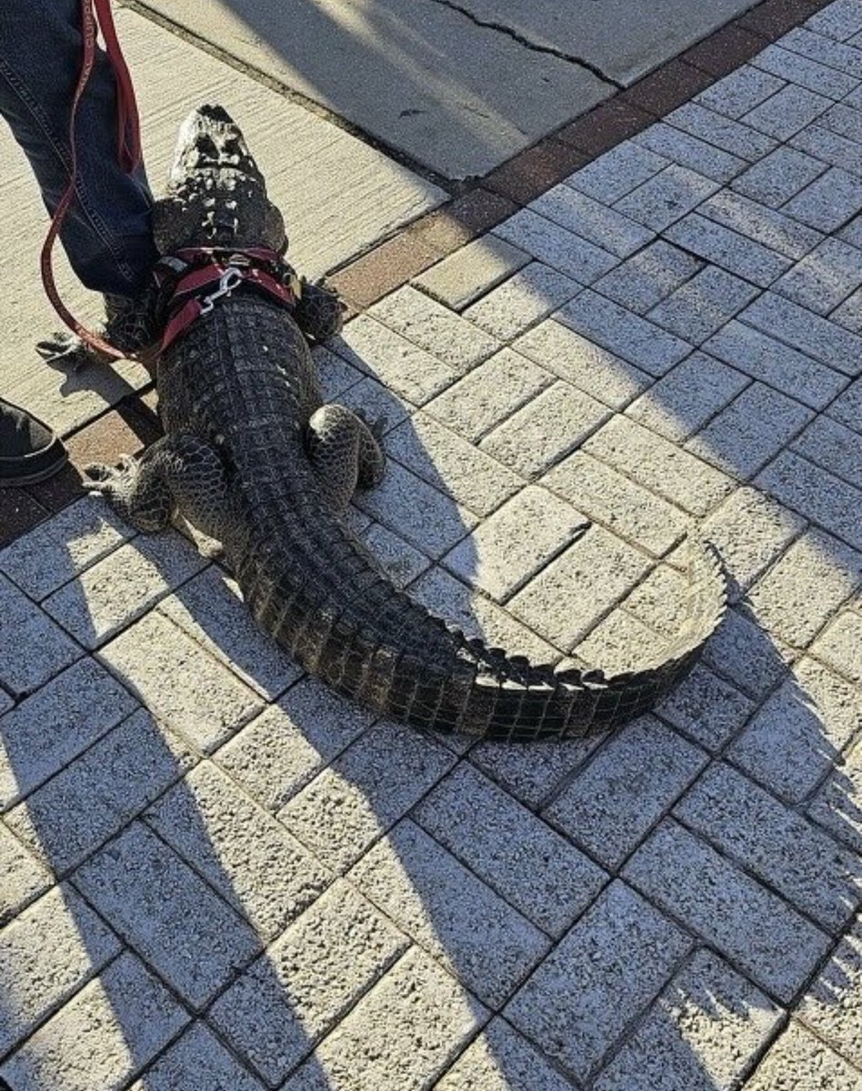 ClutchPoints's tweet image. A Phillies fan was denied entry to their game tonight for bringing an alligator as a service animal 😅

(via @howardeskin)