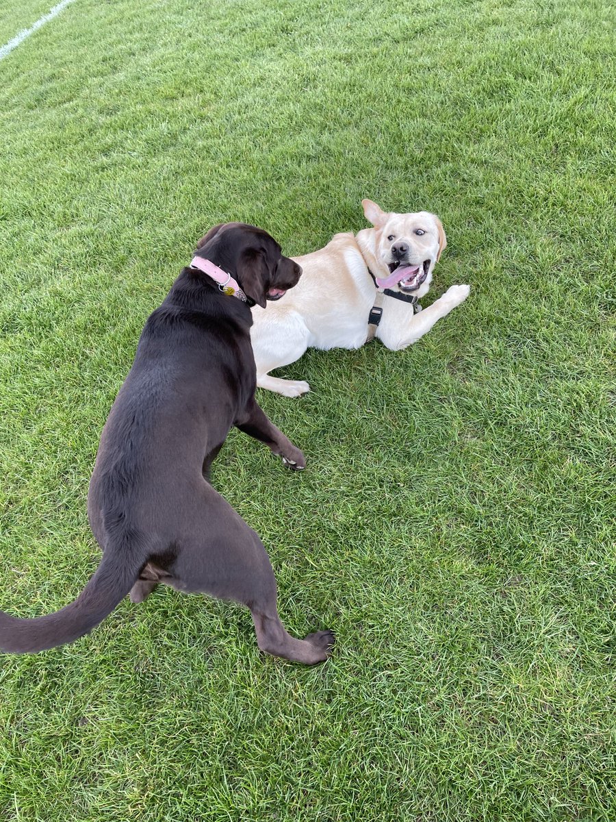 robmclennan's tweet photo. So then my human took me away from the beach and we found the love of my life, Tui! She is 8 months old and I am 10 months and guess what? She’s into wrestling, just like me, so it was love at first sight… https://t.co/qp7qroAwM8