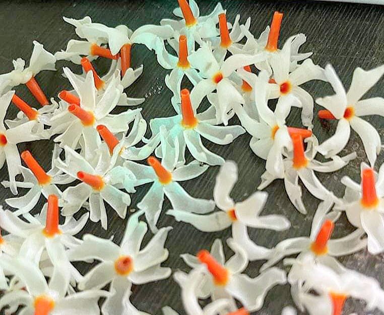 drparultripathi's tweet image. जहां फूल खिलते हैं, वहां आशा भी खिलती है। 🌼
जय श्री कृष्ण 🙏
#thursdayvibes #thursdaymorning #EidMiladUnNabi