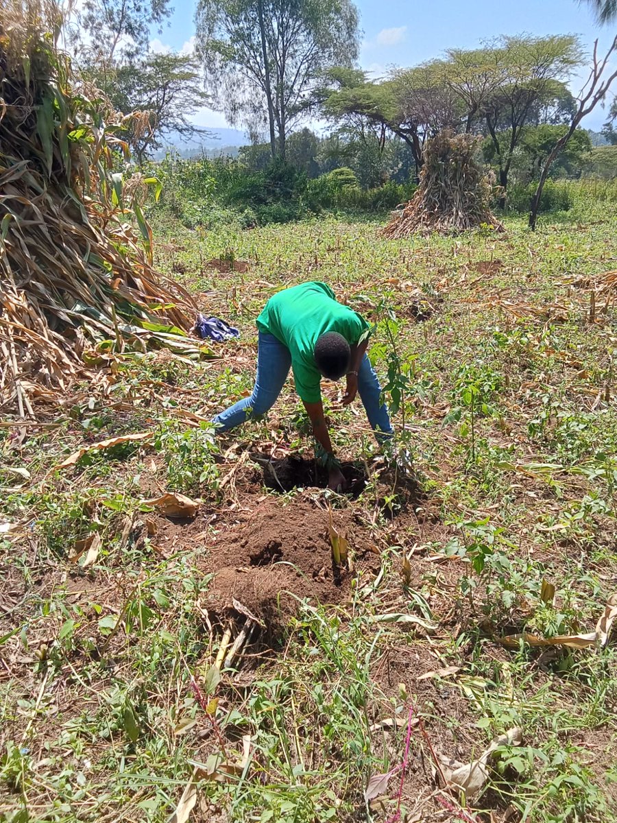 talktosave254's tweet photo. With Eng Festus Nge'no Principal Secretary State Department for Environment and Climate Change During World Azon Day 2023 at RVIST. On this day I planted 5 trees.@NakuruCountyGov @VCA @Wanavijiji_sdi @NemaKenya @pamoja_trust @GovernorKihika. https://t.co/LeqRxdc0yA