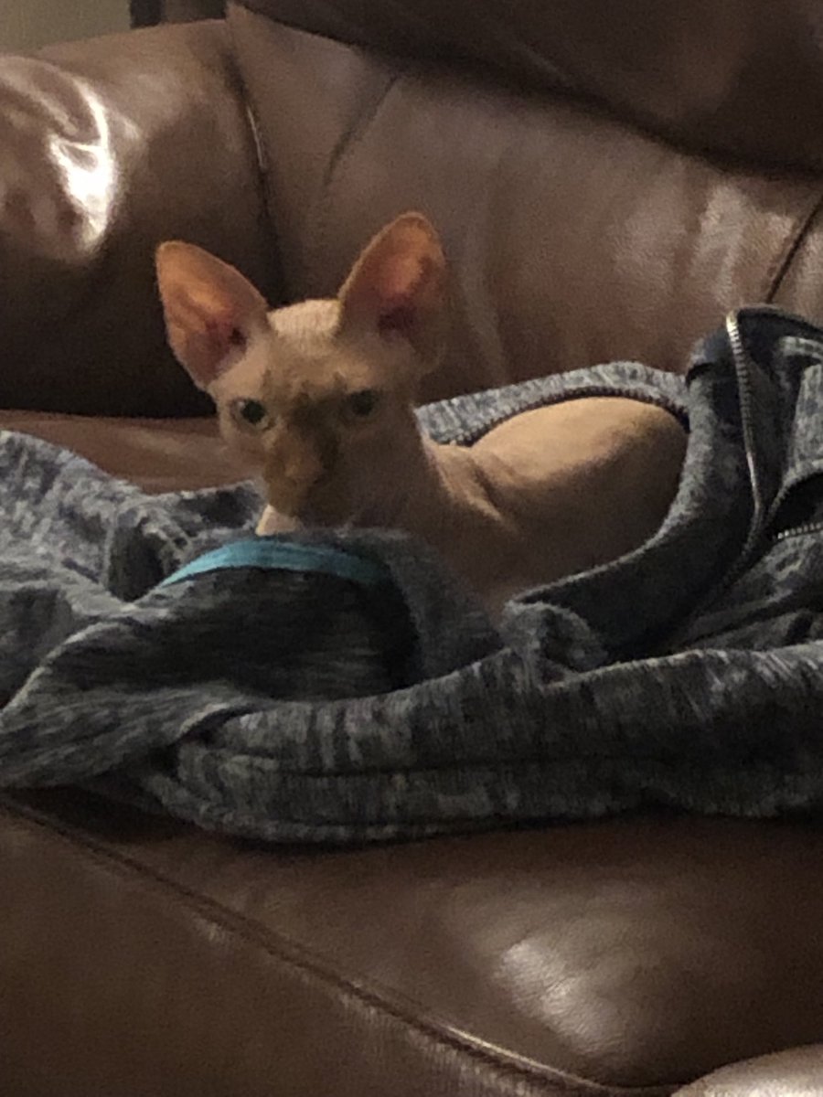 Neil Marshall tweet media