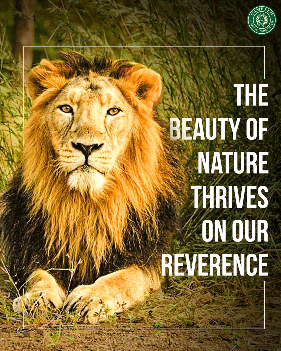 Campleo_'s tweet image. Gir's lions are a symbol of India's rich cultural heritage and connection to the natural world! 🇮🇳🦁 #CulturalSymbol #WildlifeLegacy

Reach to us :
📧 :- girprideresort@gmail.com
🌐 :- girprideresort.com
📞 :- 9512344321, 9537566222, 9537577222, 9537599222.
📍 :- Gujarat.