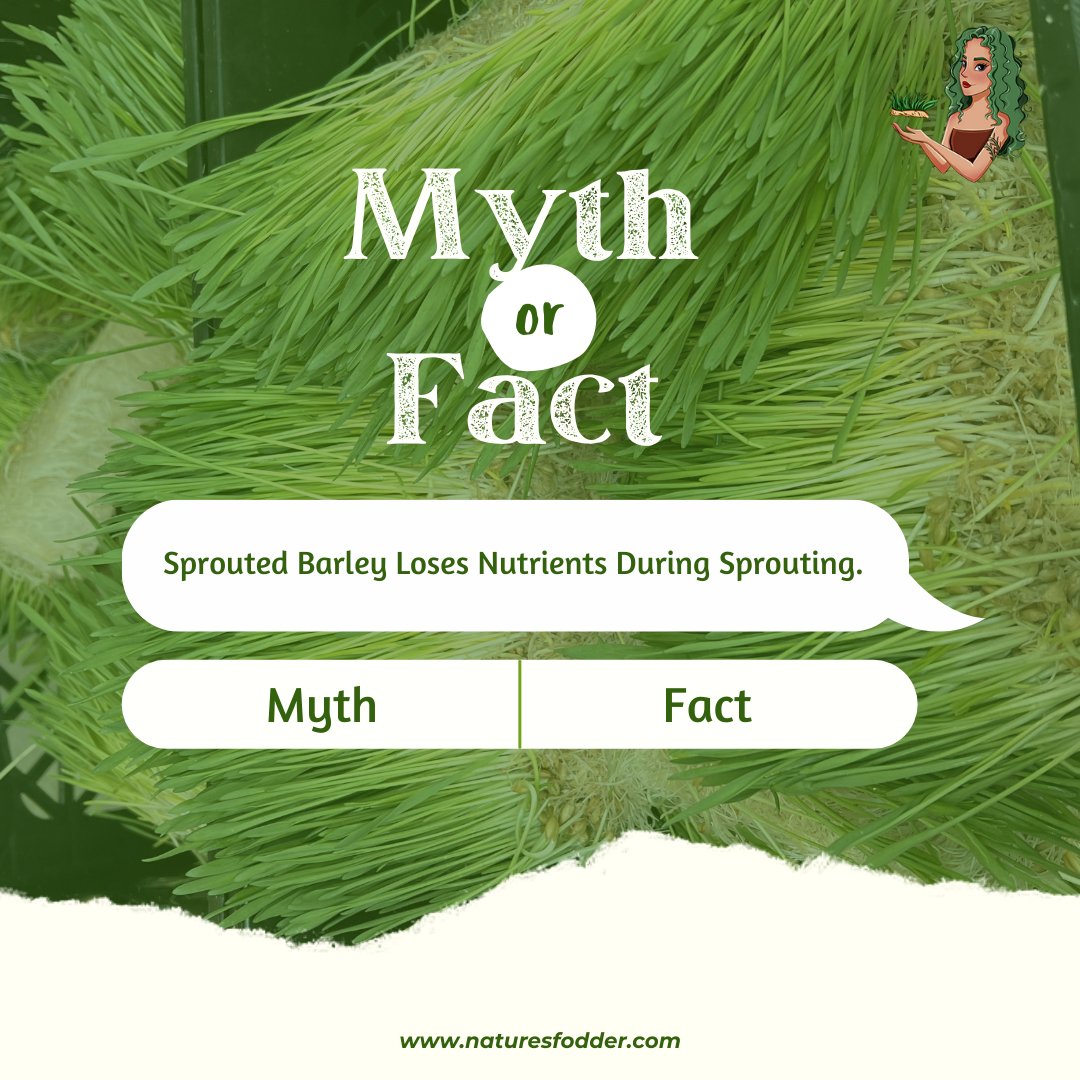 naturesfodder's tweet photo. Sprouting barley can actually enhance its nutritional value. The germination process can increase the bioavailability of nutrients, such as vitamins, minerals, and antioxidants. Sprouted barley is often considered more nutrient-dense compared to unsprouted barley.

#NaturesFodder https://t.co/Xn0dxabIog