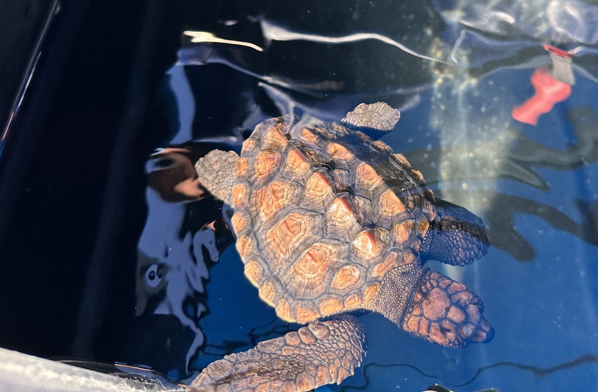2OceansAquarium's tweet photo. Adopt #37 or #74🐢These turtles were rescued and are at the #TurtleConservationCentre for #rehabilitation🩹Adopters play a role in their journey to #release, get progress updates and an adoption certificate🐢#adoptaturtle: turtlerescue@aquariumfoundation.org.za🩵 #2oceansaquarium https://t.co/s1m370bZXy