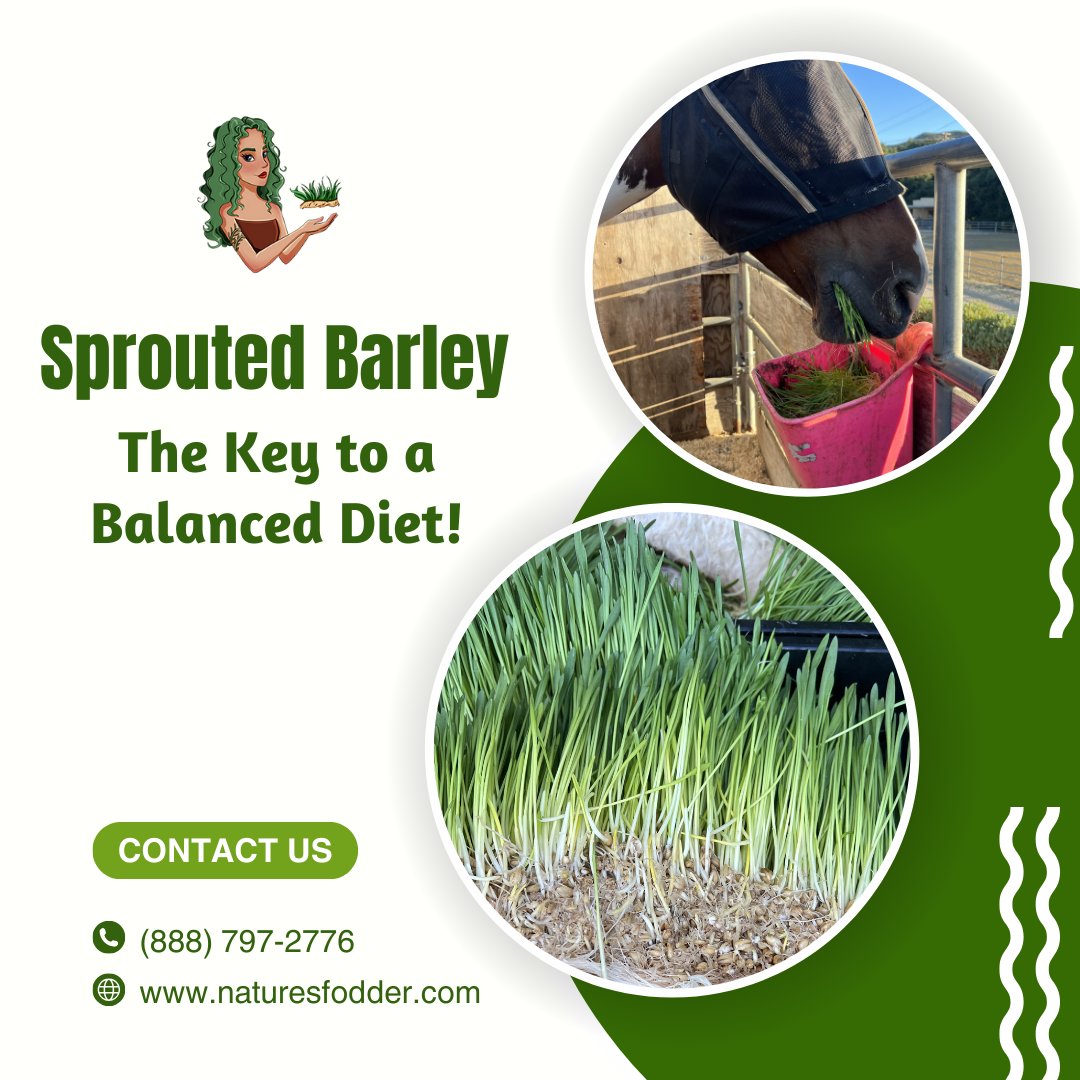 naturesfodder's tweet photo. Discover how Sprouted Barley can be the cornerstone of a balanced diet for your majestic horses. 🌱💪

Packed with natural goodness, it's a nutritional powerhouse that supports their health and performance.
.
𝑳𝒆𝒂𝒓𝒏 𝑴𝒐𝒓𝒆 👉🏻 https://t.co/7PdqPHcTaO
.
.
#NaturesFodder https://t.co/kzGIc7DNHX