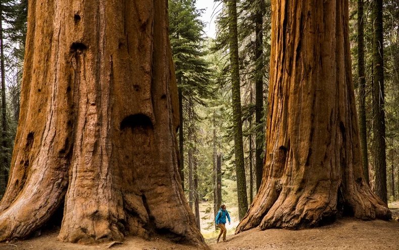 BTSgreenhouse's tweet photo. Here are some giant trees that are maybe half the size of Kim Namjoon https://t.co/6Me4JVgKoI