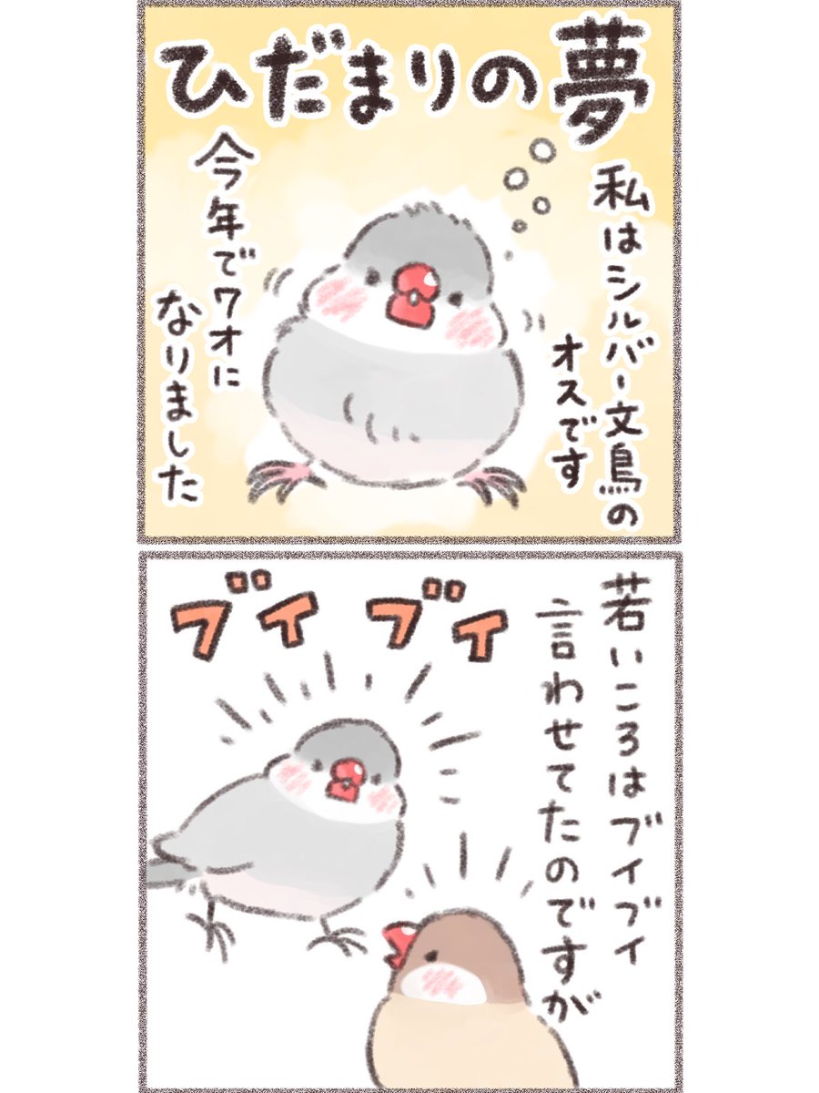 ひだまりの夢(1/2)  #文鳥 #漫画が読めるハッシュタグ