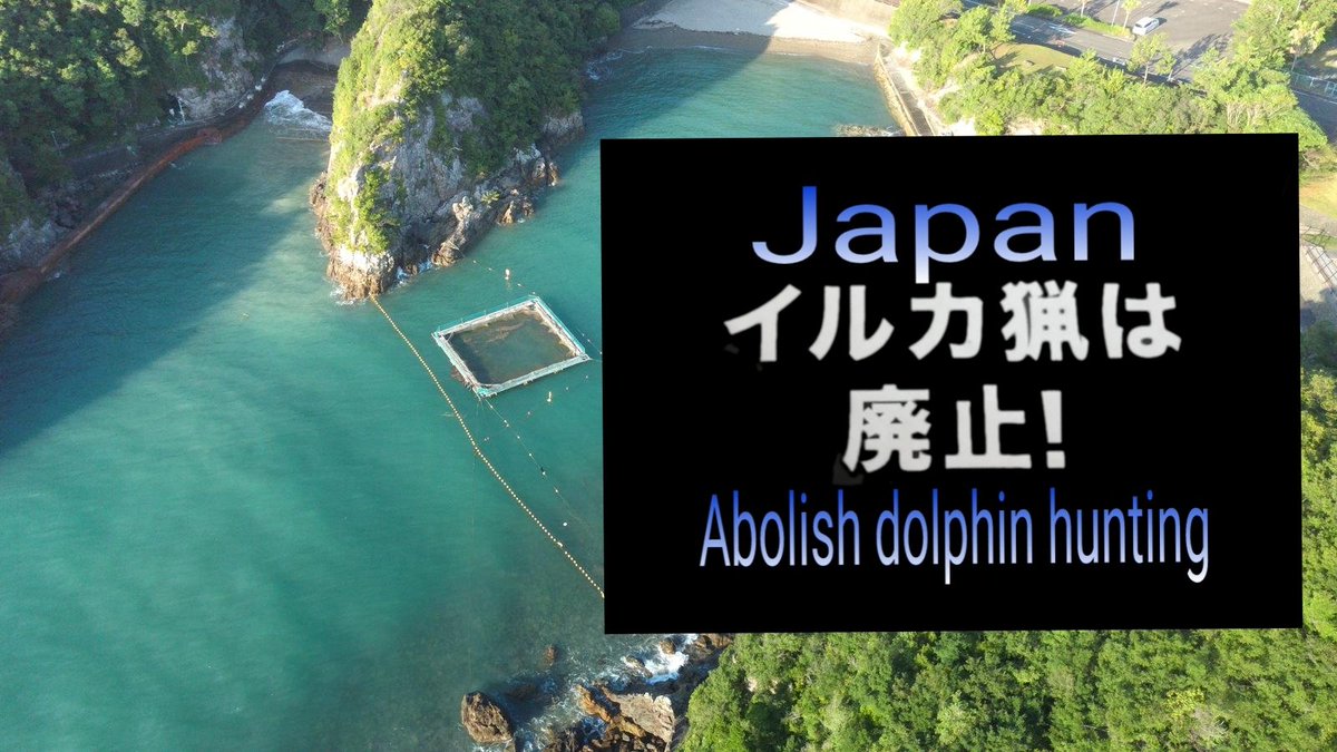 #Greencove  #redcove
9 captives were taken from taiji cove Japan, 10 dolphins were killed brutaly slaughted, the remaining bottlesnose were release. How can the nursing pod survive. What a shamefull way to make money.
These waters are suffering.
#SaveOurSeas
#SaveTheSpecies