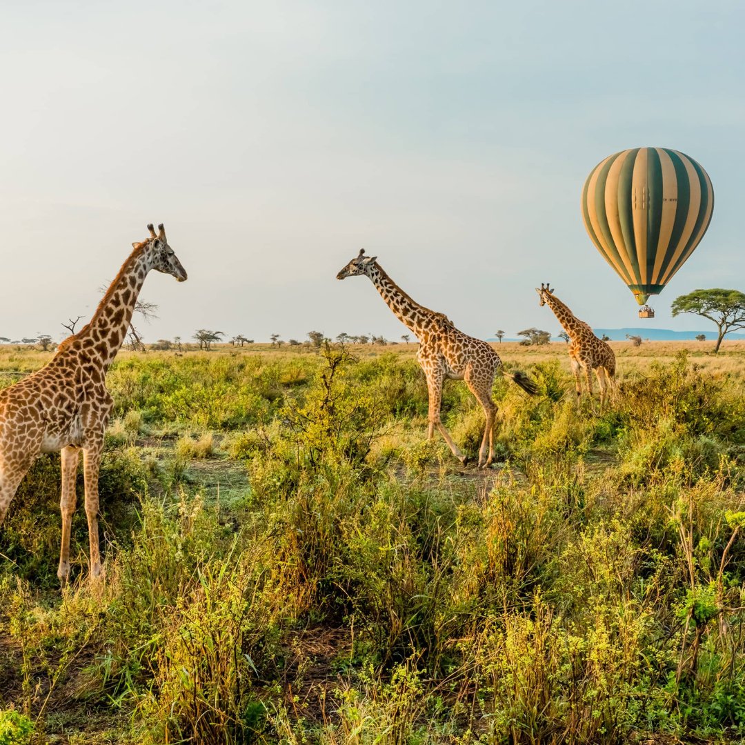 For wildlife lovers, the Best Time To Visit Serengeti is definitely the dry season. For the birdwatchers, the period between December and March is probably one of the best times of the year.

visit us @ lifetimesafaristz.com/serengeti-nati…

Phone: +255 75 5419246

#tanzania #serengeti