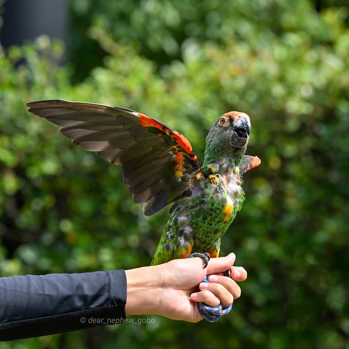 For_Fraggle's tweet photo. #エール のバンザイ!
📷2023.9.24
#ズーラシア #ズアカハネナガインコ
#ZOORASIA #RedfrontedParrot
#バードショー https://t.co/mSP1S3AB3i