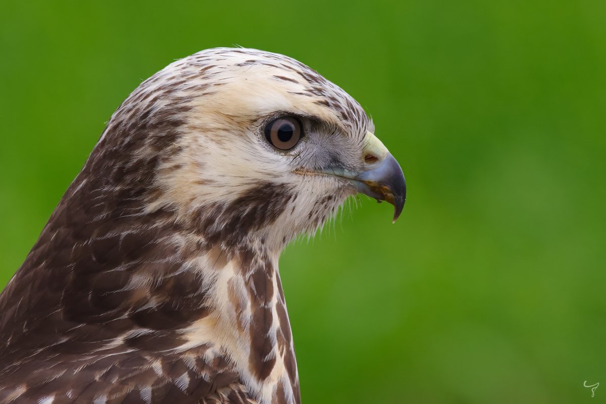 JongejanPhoto's tweet photo. Als je een buizerd tegenkomt langs de weg en je stopt de auto, dan vliegt de buizerd in 999 van de 1.000 gevallen weg. Dit was die ene andere keer... #cameramee #vogelskijken #vogelfotografie @vogelnieuws https://t.co/DMJYXYl1Yf