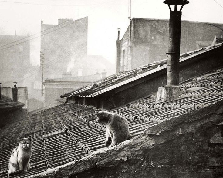 Bonjour de Paris. 
😊☕️🥖

Édouard Boubat. 
Chats sur un toit 
1947.