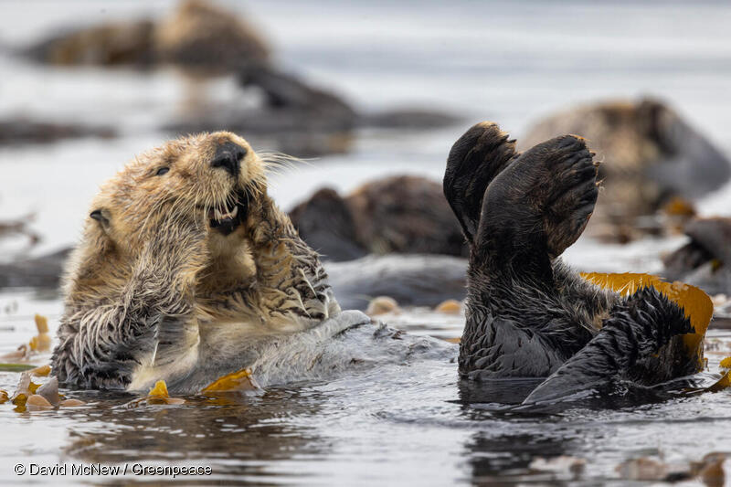 Protégeons nos océans et leurs espèces marines ! 💙  #jeudiphoto #ProtectTheOceans