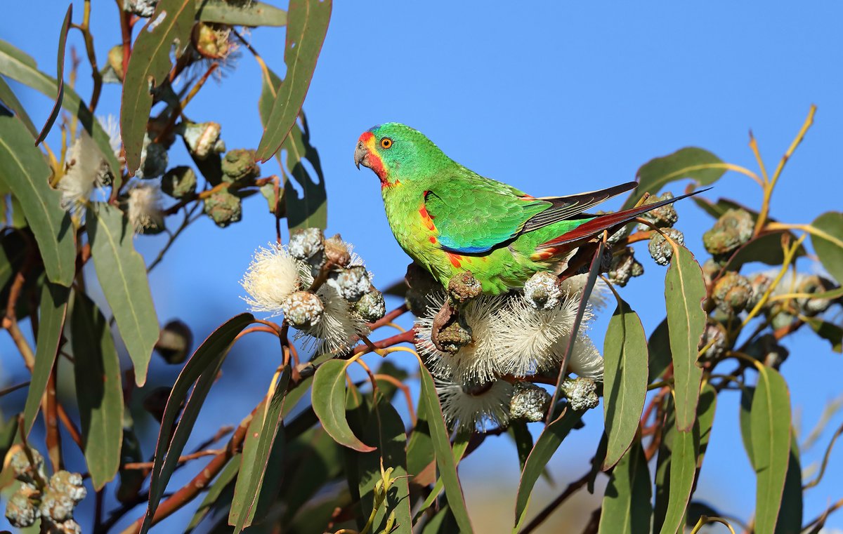 The #bluegum forests of our Tinderbox Hills Reserve are alive with the calls of the #criticallyendangered #swiftparrot, as they make the most of the flowering blue gum food resource, scope out potential nests and dart between trees! #spring