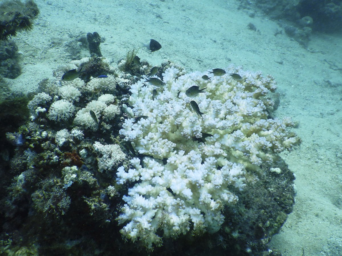 bleaching2023's tweet photo. Temperatures are finally dropping in the Central Red Sea, but some reefs still experience bleaching and beginning die-off.

Please report your observations from your local reefs via https://t.co/s1g8McIpCZ , feel free to RT!

🪸💙 https://t.co/VGCckynJ6h