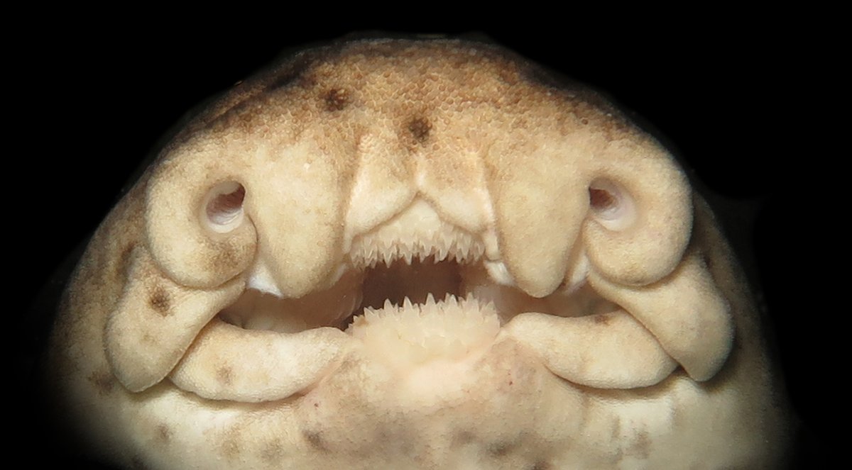 Small #sharks in the #Galapagos unfold marine evolution in oceanic islands &amp; aid #conservation of island biodiversity.
Tune in to the latest #HeredityPodcast
With help of <a href="/parquegalapagos/">Parque Galápagos</a> results were used to identify <a href="/SharkRayAreas/">Important Shark and Ray Areas - ISRAs</a>
<a href="/GSCGalapagos/">Galapagos Science Center</a> <a href="/galapagossip/">Galapagos Conservation Trust</a> <a href="/ruffordgrants/">Rufford Foundation</a>