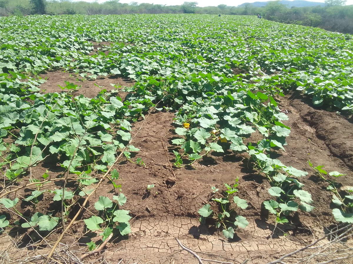 savannahboy52's tweet photo. It's all about @yara fertilizers 
THE best solution for farming🤗
@YaraKenya 
@rodgers_kirwa 
@Leroy_Qyp 
@PATRICK61594997 
#MboleaNiYara 
#knowledgeGrows 
@palmer #volume vip club #BlackLivesMatter #black pearl kisumu #jklive https://t.co/kfJ92IAFn8