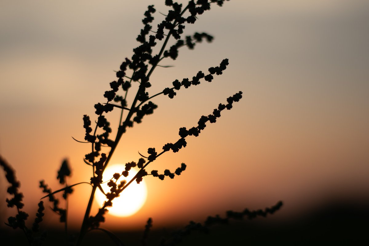 neleonora tweet media