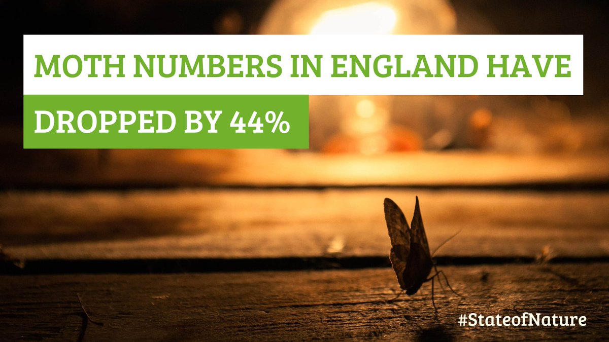 The #StateOfNature report shows that nature in England is on the brink. 

🪶 59% of farmland birds have been lost

🦋 Moth numbers in England have dropped by 44% 

☠️ 1,076 species at risk of extinction 

Read the full report here: bit.ly/stateofnature23