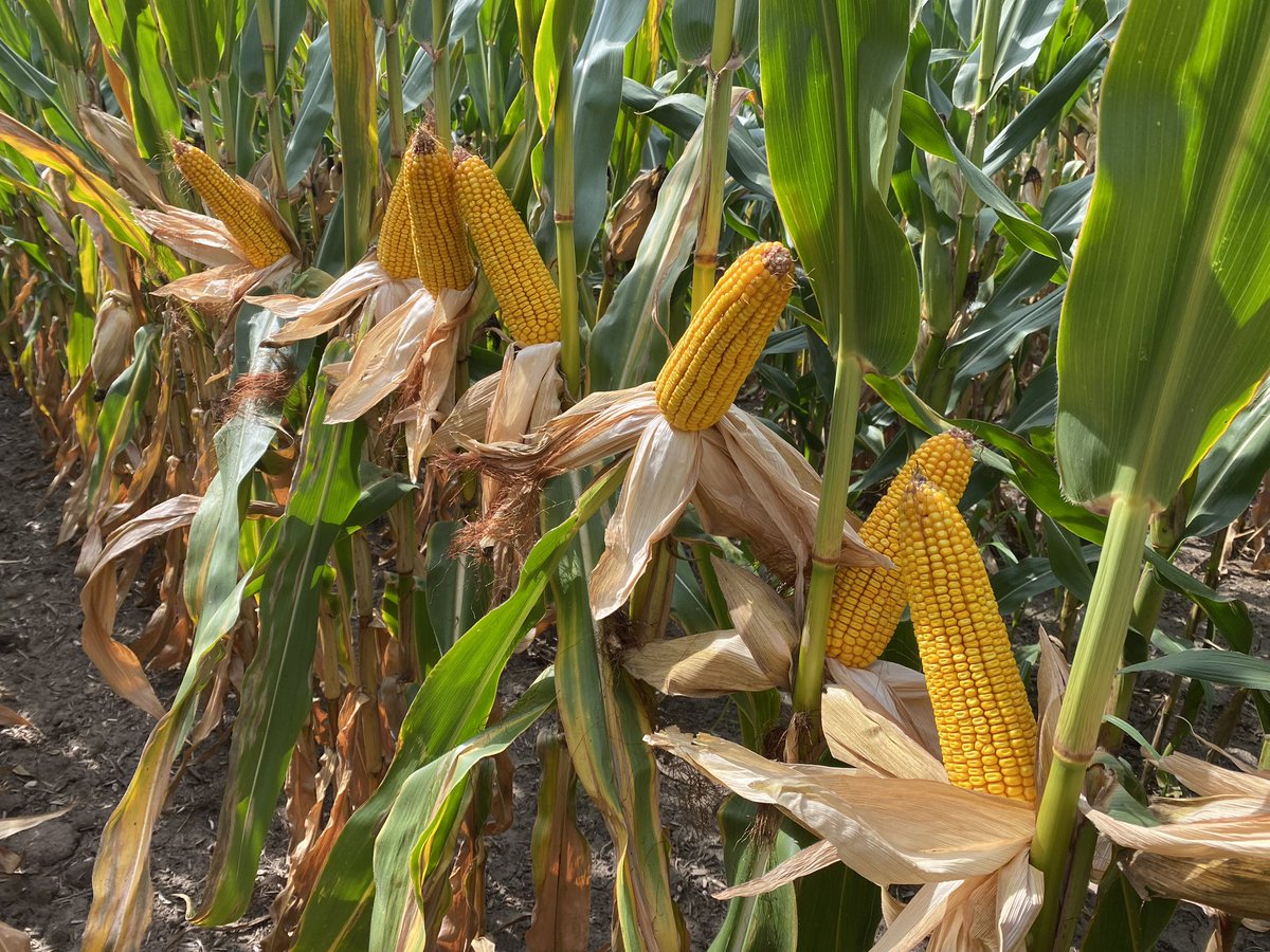 NK9771-DV sure likes to show off it’s yield and late season health! Not to mention this is in an area in SE MN that’s been under D3-Extreme Drought.  #harvest23