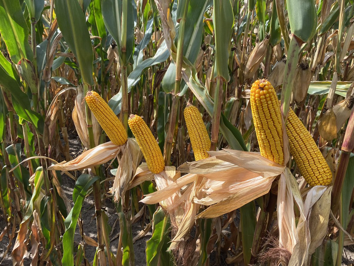 MLSchultzie's tweet photo. NK9771-DV sure likes to show off it’s yield and late season health! Not to mention this is in an area in SE MN that’s been under D3-Extreme Drought.  #harvest23 https://t.co/DuG6V3rV66