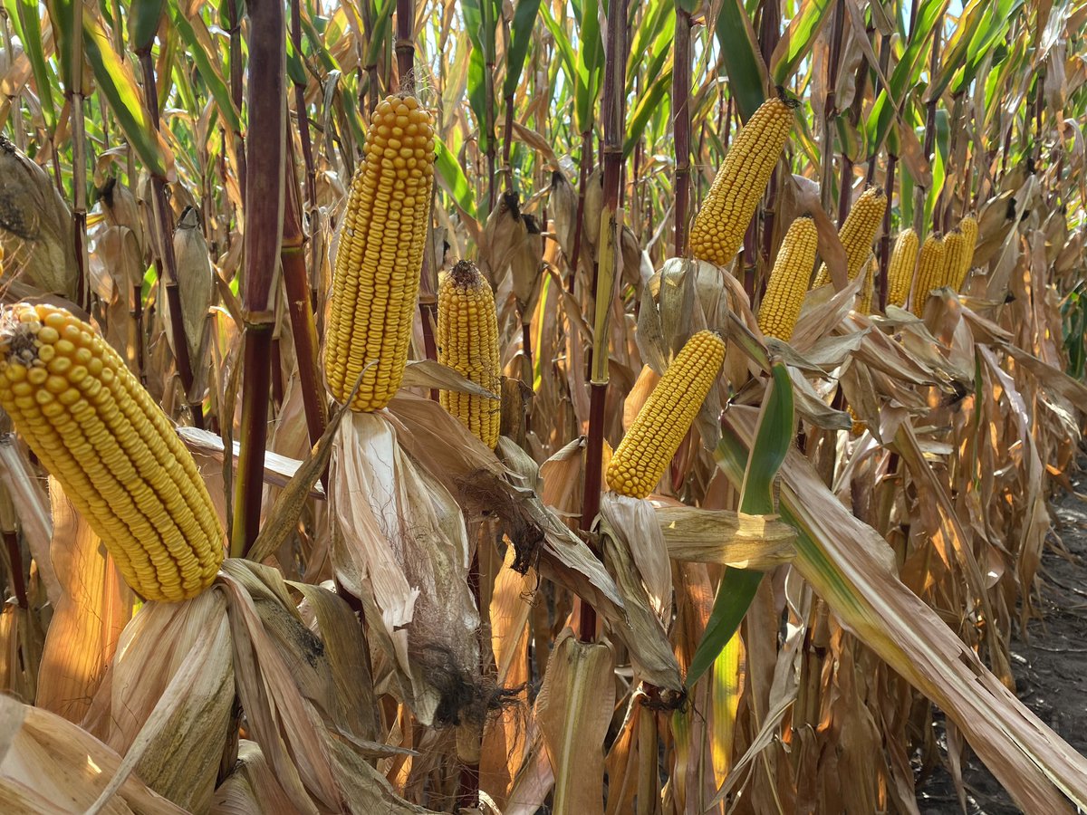 MLSchultzie's tweet photo. NK9771-DV sure likes to show off it’s yield and late season health! Not to mention this is in an area in SE MN that’s been under D3-Extreme Drought.  #harvest23 https://t.co/DuG6V3rV66