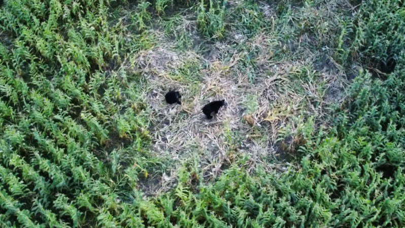 Myhre_Hans's tweet photo. The bears have moved into the corn and making themselves at home https://t.co/8koJYiZgdL