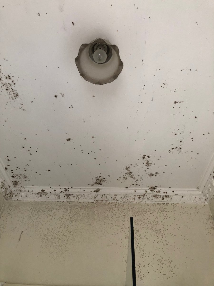 This is exactly what shitrentals.org is for. The next time someone tries to rent 2/66 Livingstone Road, a tenant will know exactly what they’re in for. If the mould is painted over, they won’t be fooled. #shitrentals