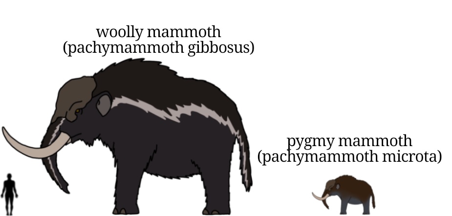 P. Gibbosus, a giant who lives in the harsh tundra regions of alloterra, and P. Microta, an island dwarf species with relatively bare legs, underbelly, and chin.