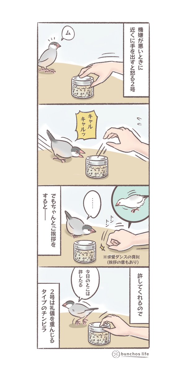 怒ってるときでもちゃんと挨拶すると許してくれるので、2号は礼儀を重んじるタイプのチンピラ✨ #文鳥 #4コマ漫画   *過去作ダウンロードできます!(固定ツイート参照)