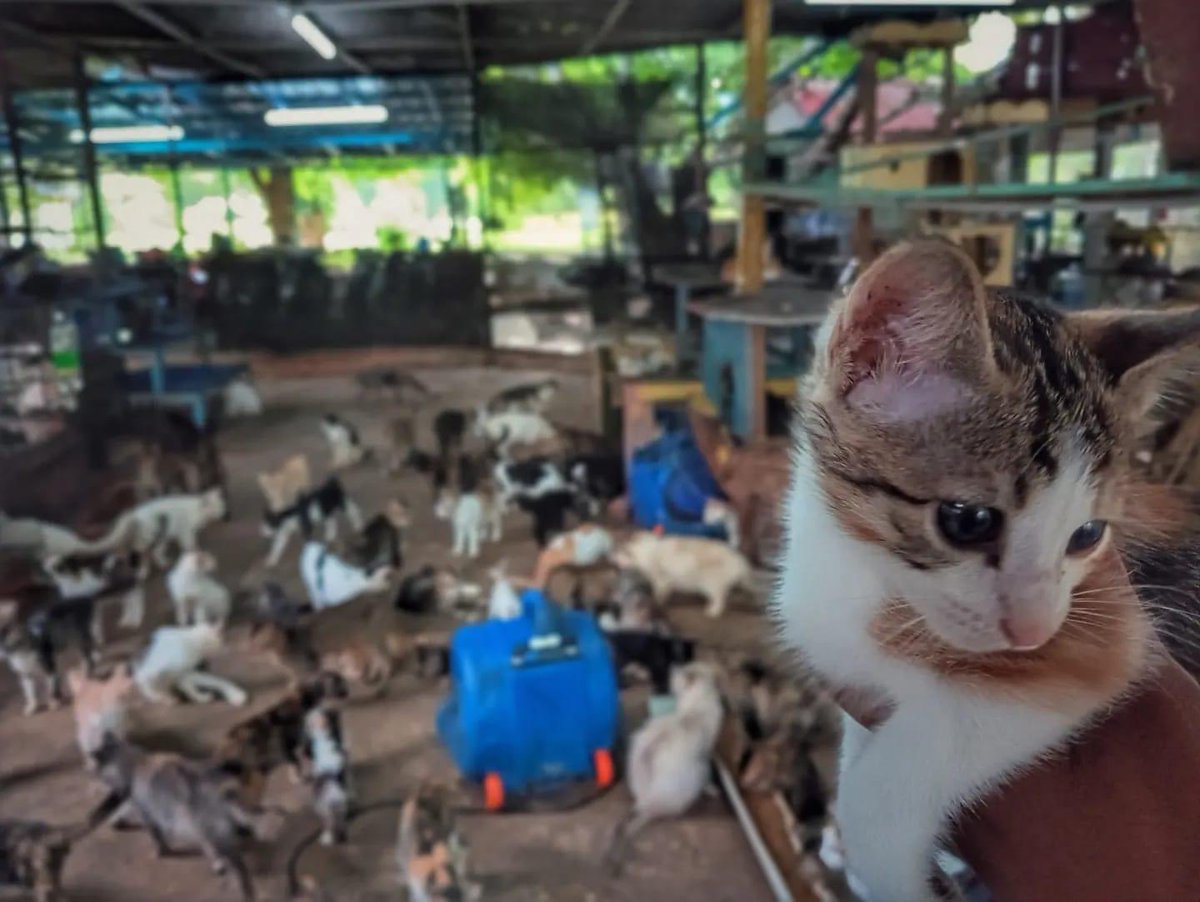 Korang kalau ada rezeki lebih boleh lah derma pada Bustana Kucing, kucing kat sana dah lebih 1000 ekor. Kalau nk pos makanan terus ke sana pun boleh. Nak adopt kucing lagi la bolehhh. Tolong RT tweet ni ramai ramai 🙏🏻🙏🏻🙏🏻