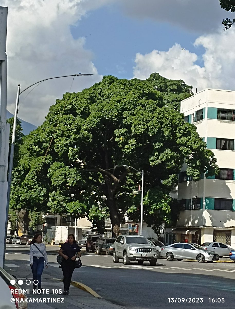 nakamartinez's tweet photo. #BuenasNoches Hoy la depresión termina por ganarme, a los 11 días que tengo sin luz, tengo que sumarle la mutilación de este árbol que yo amaba
#SinLuz #NoALaTala
#CaracasSinArboles
#CaracasSinSombra https://t.co/83KG66w2BB