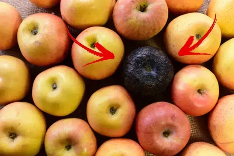 MaikoSakaiBiz's tweet photo. Dealing with "Client from Hell"???
Don't let one bad apple ๐ ruin the whole batch.
One bad client can affect all areas of your business negatively!
Here's how to fix it ๐ ๏ธ:
https://t.co/awnFoRQuX3
#clientfromhell https://t.co/KZVpdujWyF