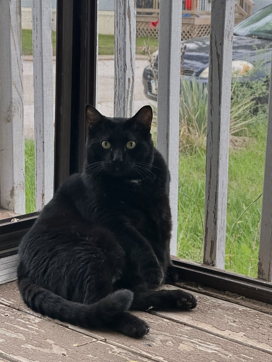 erineheath's tweet photo. Please look at my cat(s) part 2 https://t.co/bROLyGtE0S
