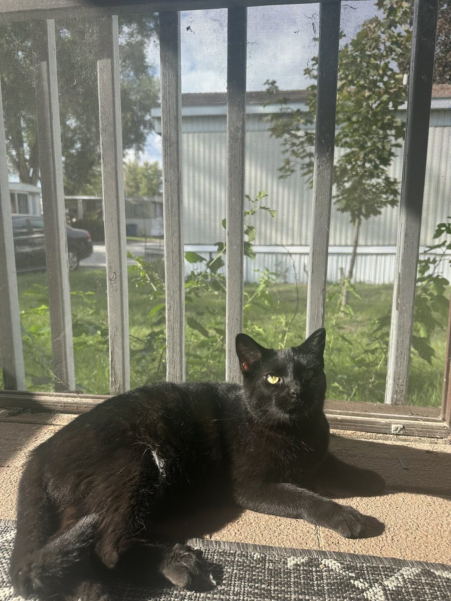 erineheath's tweet photo. Please look at my cat(s) part 2 https://t.co/bROLyGtE0S