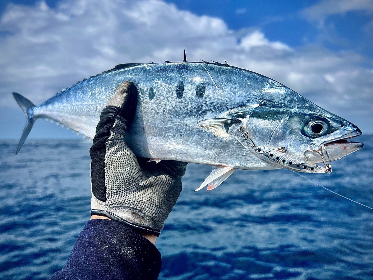 palms_global's tweet photo. Queenfish with Miniature GIG in QLD, Australia 🇦🇺
Lure: Miniature GIG
Cheers Yoshi @yoshi_angling !!
#palmsfishing #queenfish #queenfishfishing #pelagic #fishingqld #fishingaustralia #australiafishing #fishingaus #aussiefishing #ejtodd @ej_todd @palms_japan https://t.co/SgKPIsRemG