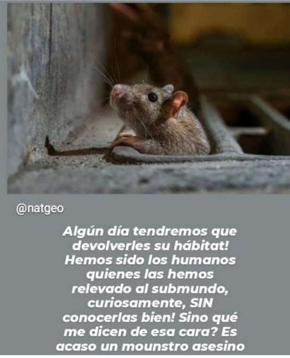 Qué bellas, solidarias, inteligentes y buenas madres son las ratas. Qué  egoístas y limitados somos, a veces, los animales humanos, tan incapaces de  reconocer el enorme daño que causamos, igual que nuestra, image size:974x1200