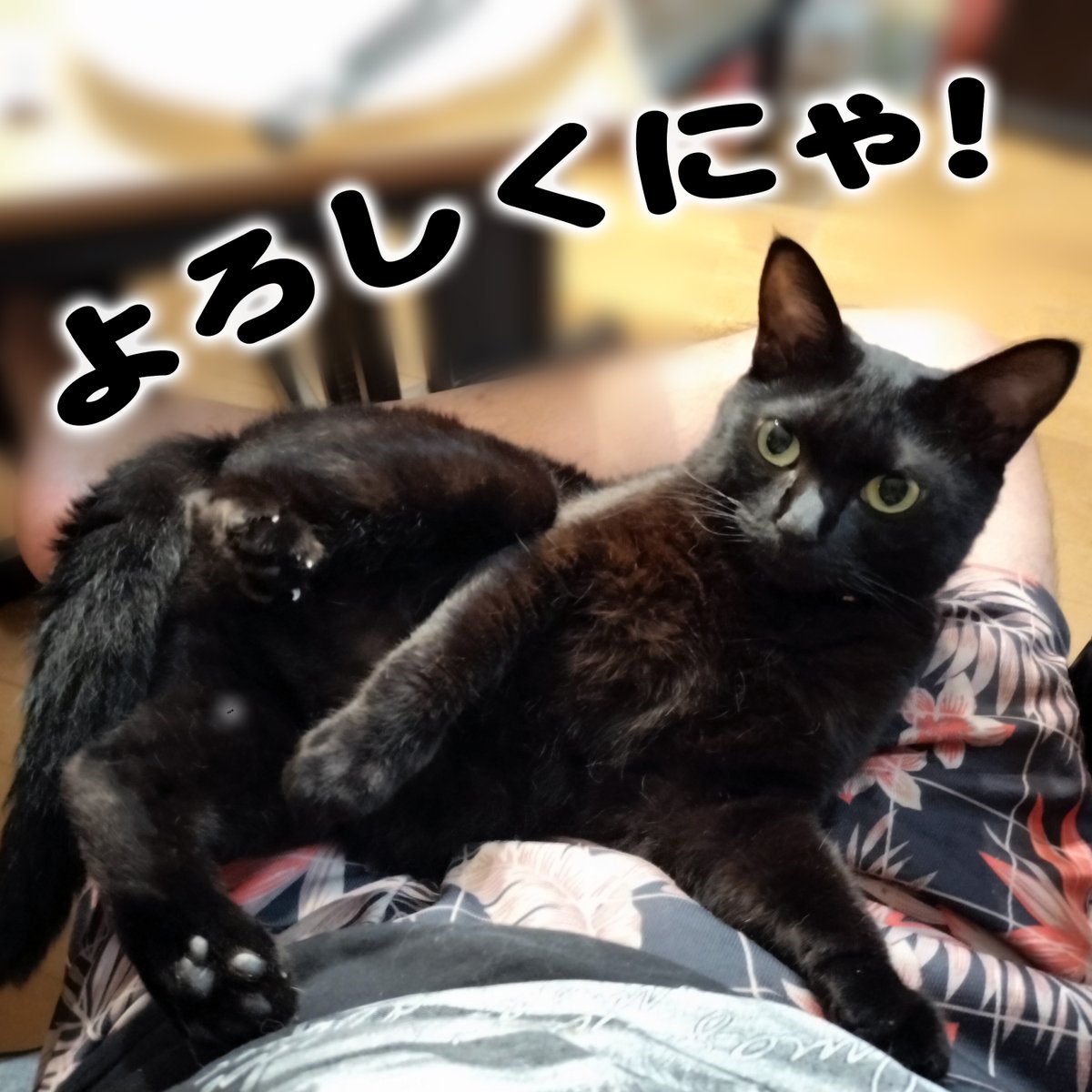 _Nyan_Kobo's tweet photo. ずっと前から作ってたコースター、やっと納得いく形になったのでリリースしました。

【にゃん工房】ハンドメイド、クリエイター作品のマーケットプレイス Creema https://t.co/CJrXRTXWF9 @Creema_jpより https://t.co/HN2IbhCj6c