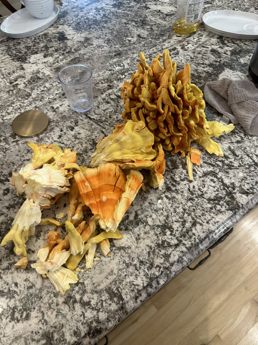 canimport's tweet image. Found chicken of the woods mushroom today. It’s was delicious.